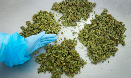 Medical cannabis: il processo produttivo olandese