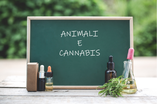 Animali e Cannabis