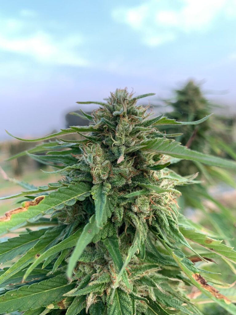 pianta_cannabis_real cbd